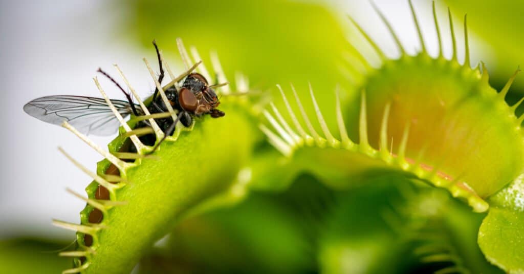 What Do Venus Fly Traps Eat - Venus Fly Trap with Fly Prey
