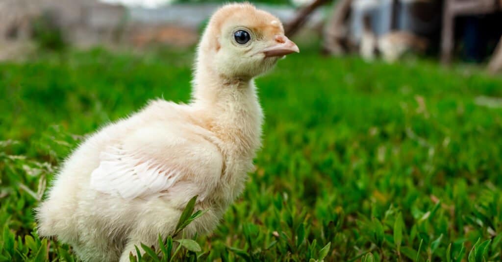 What’s a Baby Turkey Called & 4 More Amazing Facts! AZ Animals