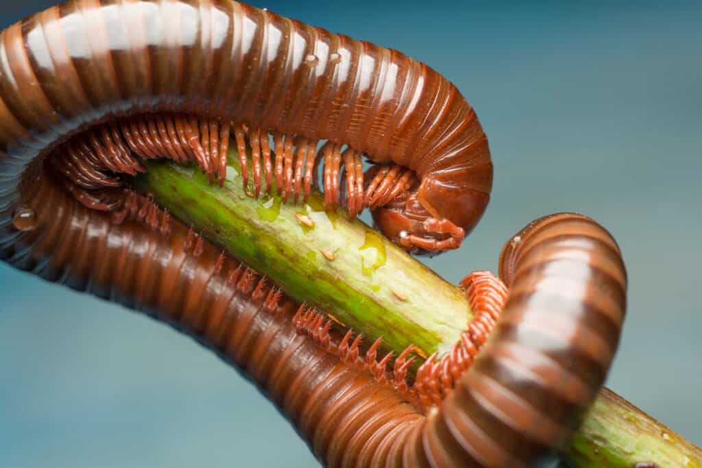 What Do Millipedes Eat?
