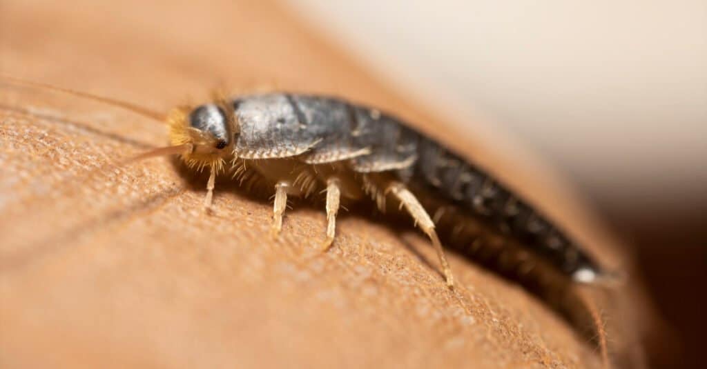 Silverfish consuming dry leaf