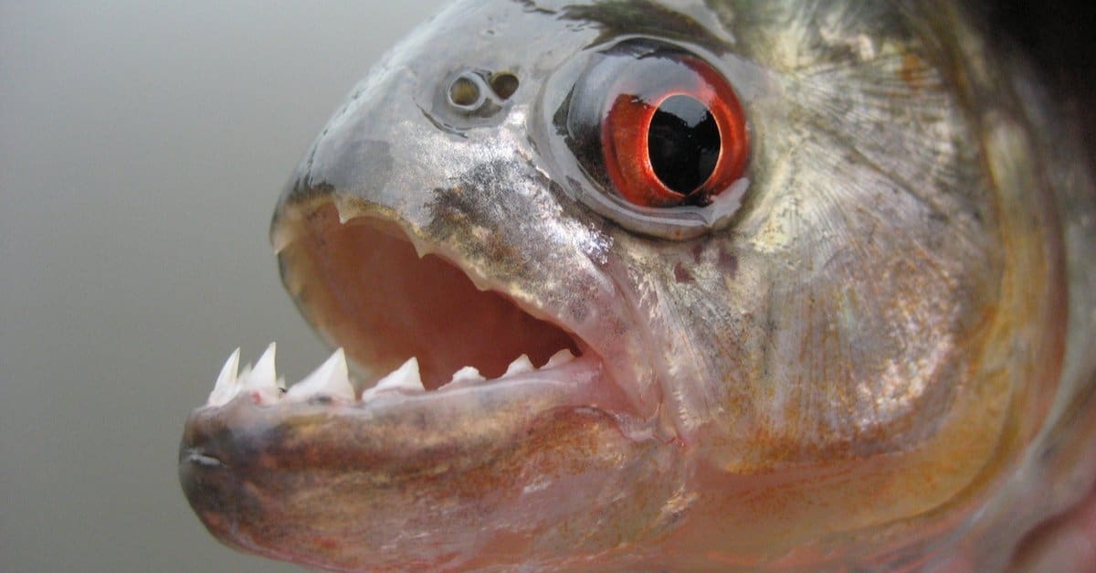 real piranha fish attack