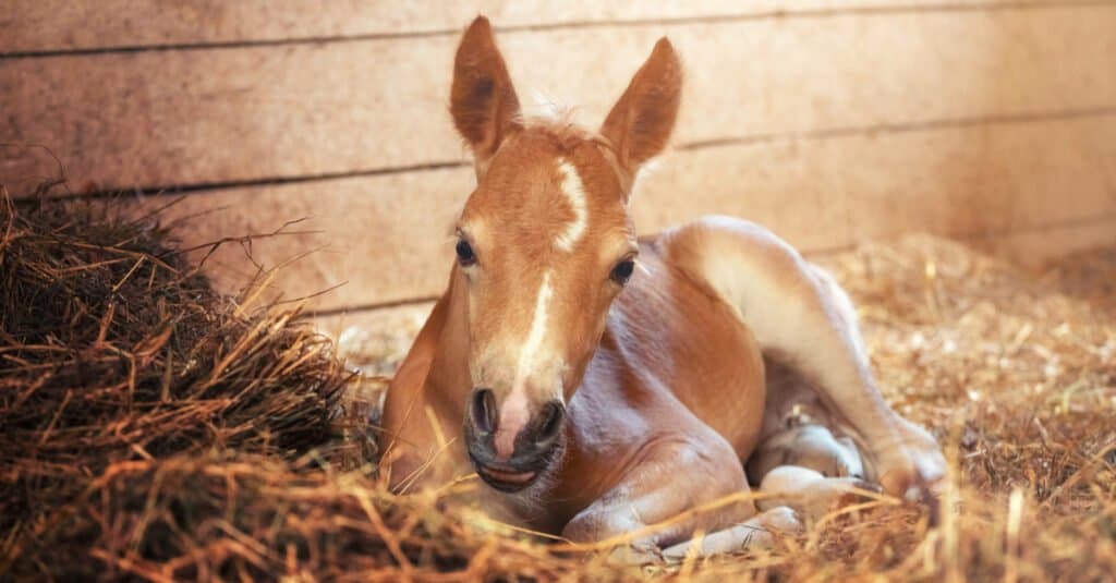 baby-horse-relaxing