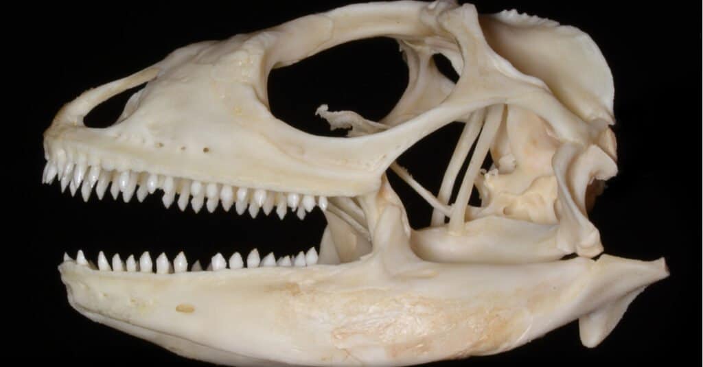 зеленая игуана-череп-вид сбоку