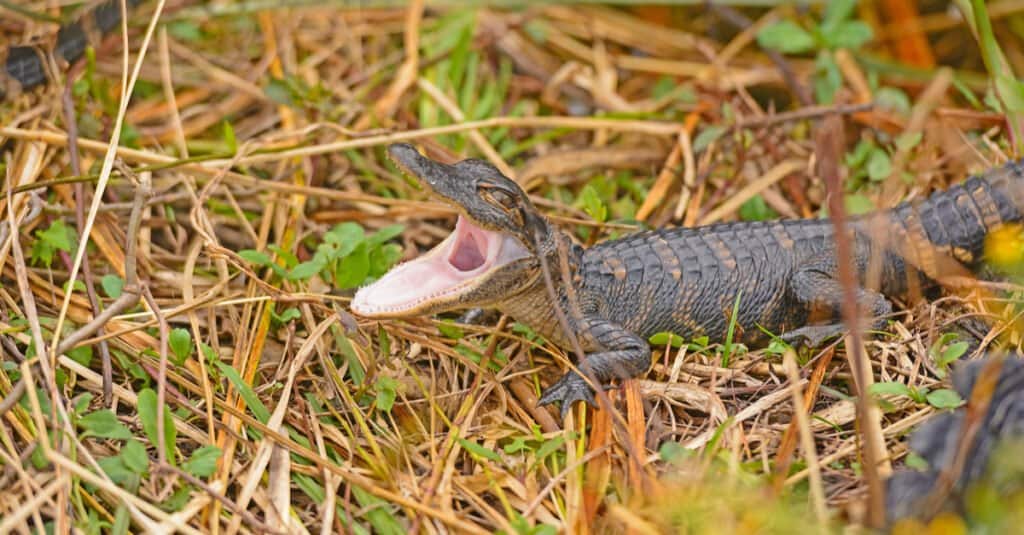 baby alligator closeup