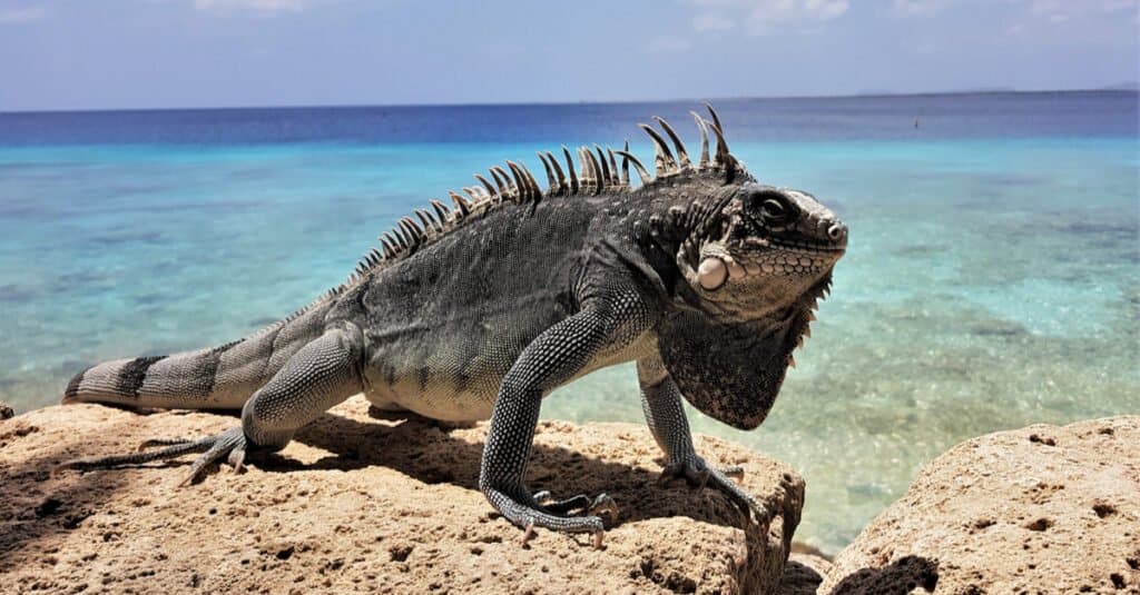 Most colorful iguanas - Lesser Antillean Iguana