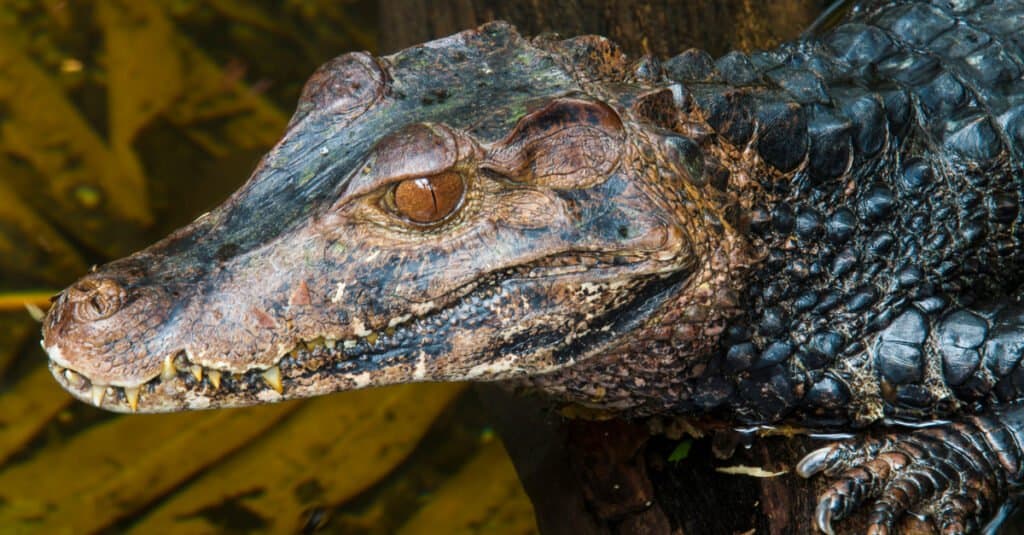 Largest Caiman - Cuvier's Dwarf Caiman