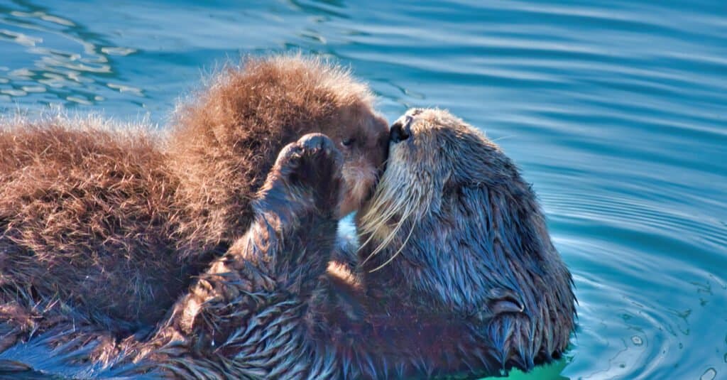 Baby otter - mom and otter pup