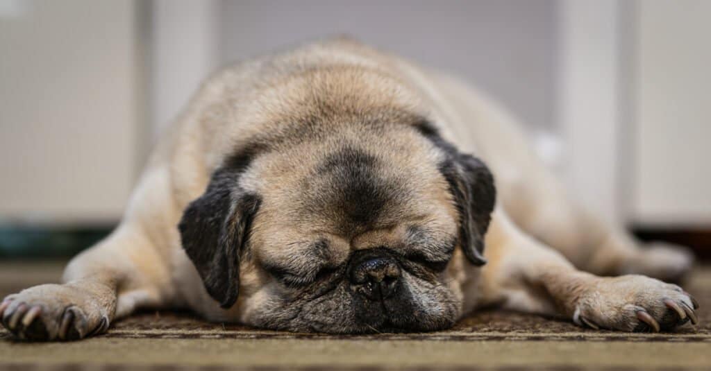 Oldest Pug Ever - Old Pug Sleeping