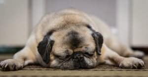How Old is the Oldest Pug Ever? Picture