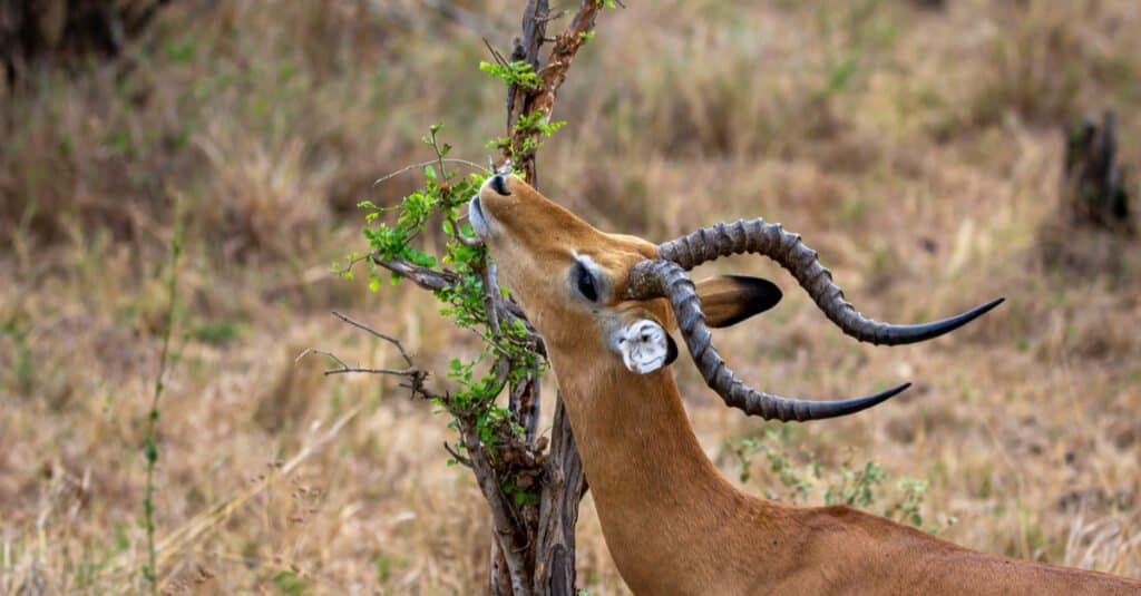 What Do Antelopes Eat - Gazelle Eating