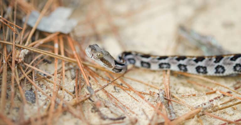 baby rattlesnake hanging out