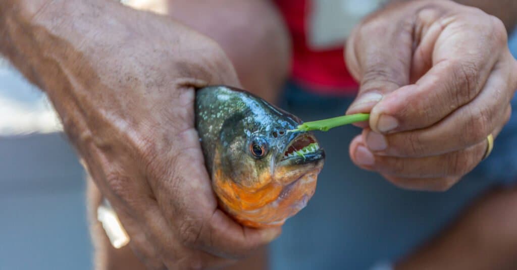 piranha eating live cow