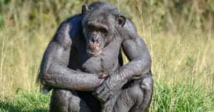 See the Bulging Muscles of This Insanely Buff Hairless Chimp Picture