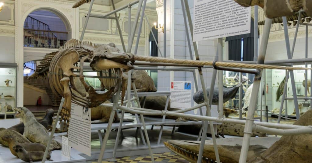 Narwhal Skull - Narwhal Tusk ในพิพิธภัณฑ์