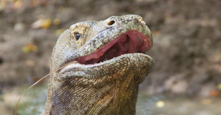 Komodo Dragon Teeth