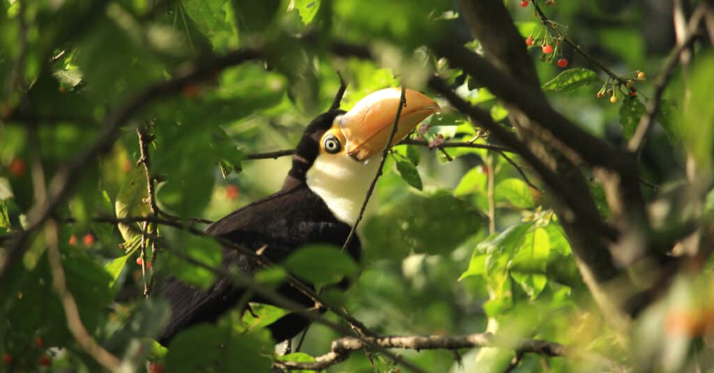 baby toucan closeup