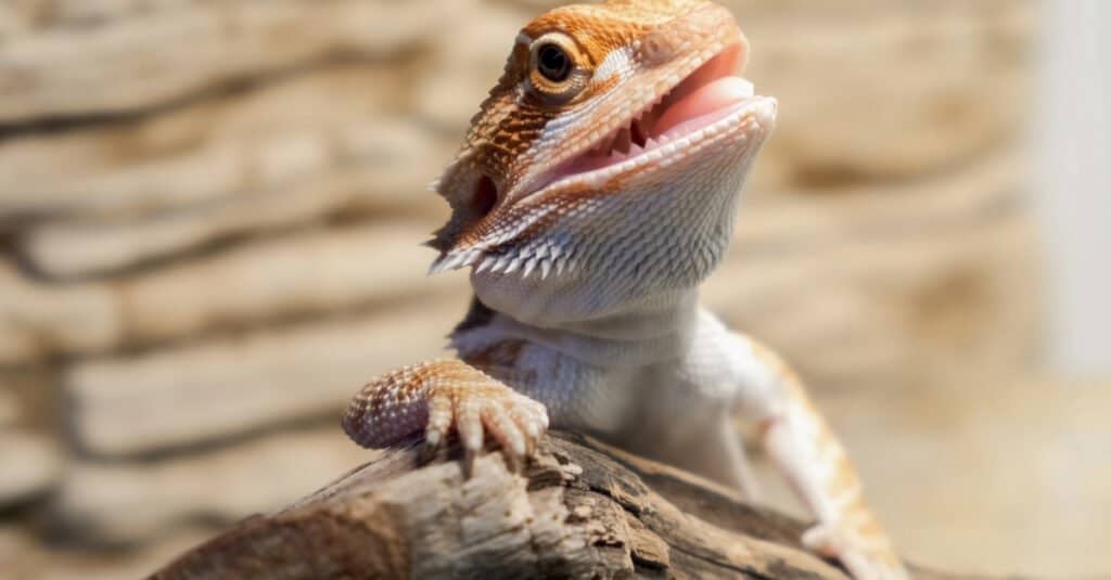 baby-bearded-dragon-closeup