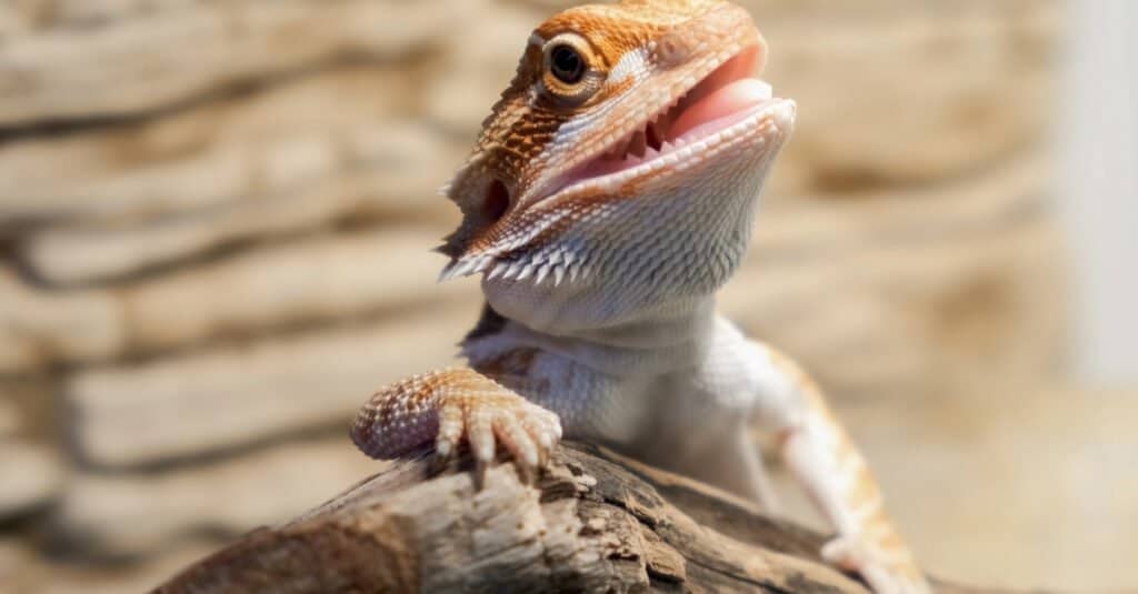 bearded dragon baby