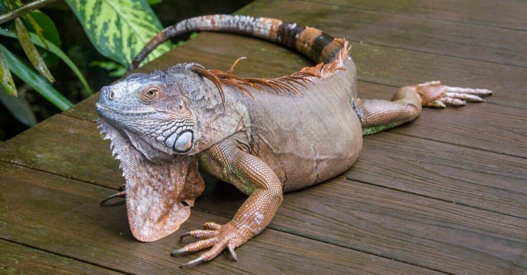 Colorful Iguanas - Red Iguana 