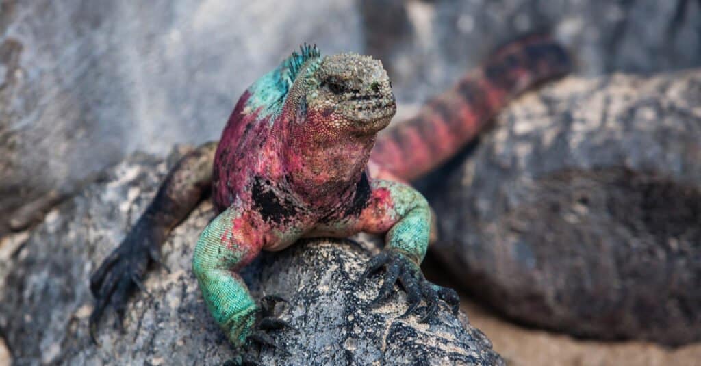 Most Colorful Iguanas - Española Marine Iguana