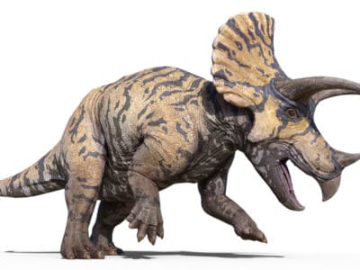 A Triceratops vs Styracosaurus: Who Would Win in a Fight?