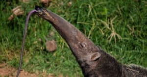 Watch a Giant Anteater Escape a Crocodile Attack and Walk Away Like a Boss Picture