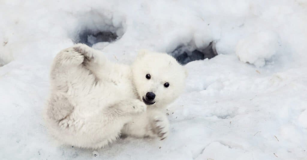 baby-polar-bear-playful