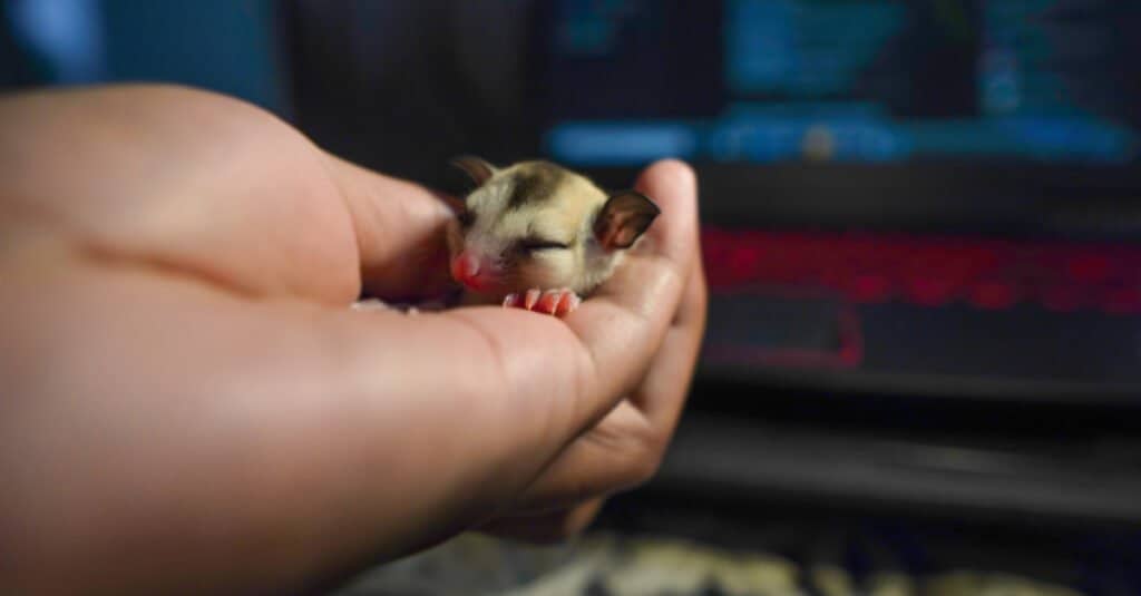 baby-opossum-newborn