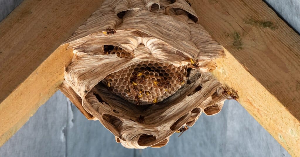 What Do Hornets Eat - Hornet Nest