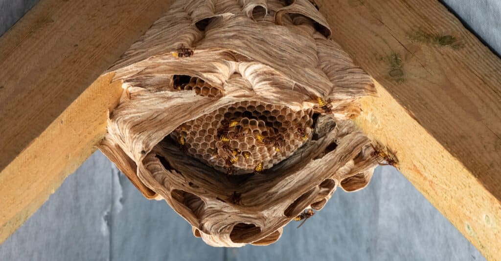 Hornet Nest vs. Wasp Nest