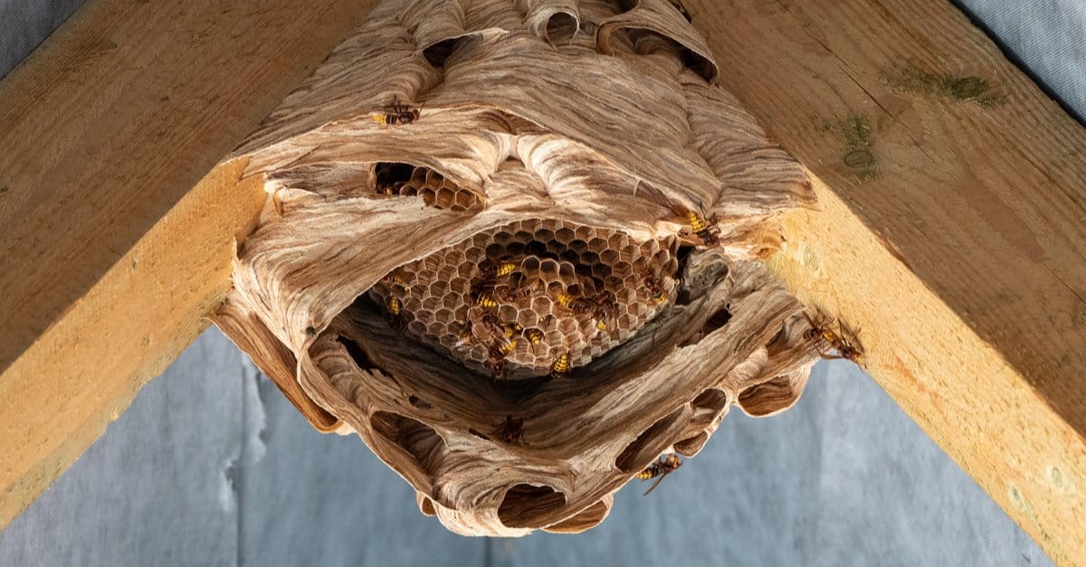 Hornet Nest Vs Wasp Nest: 4 Key Differences - A-Z Animals