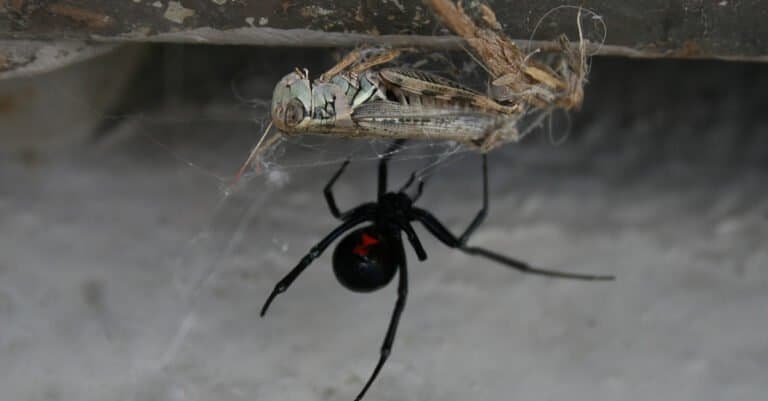 What Do Black Widows Eat - Black Widow with Prey