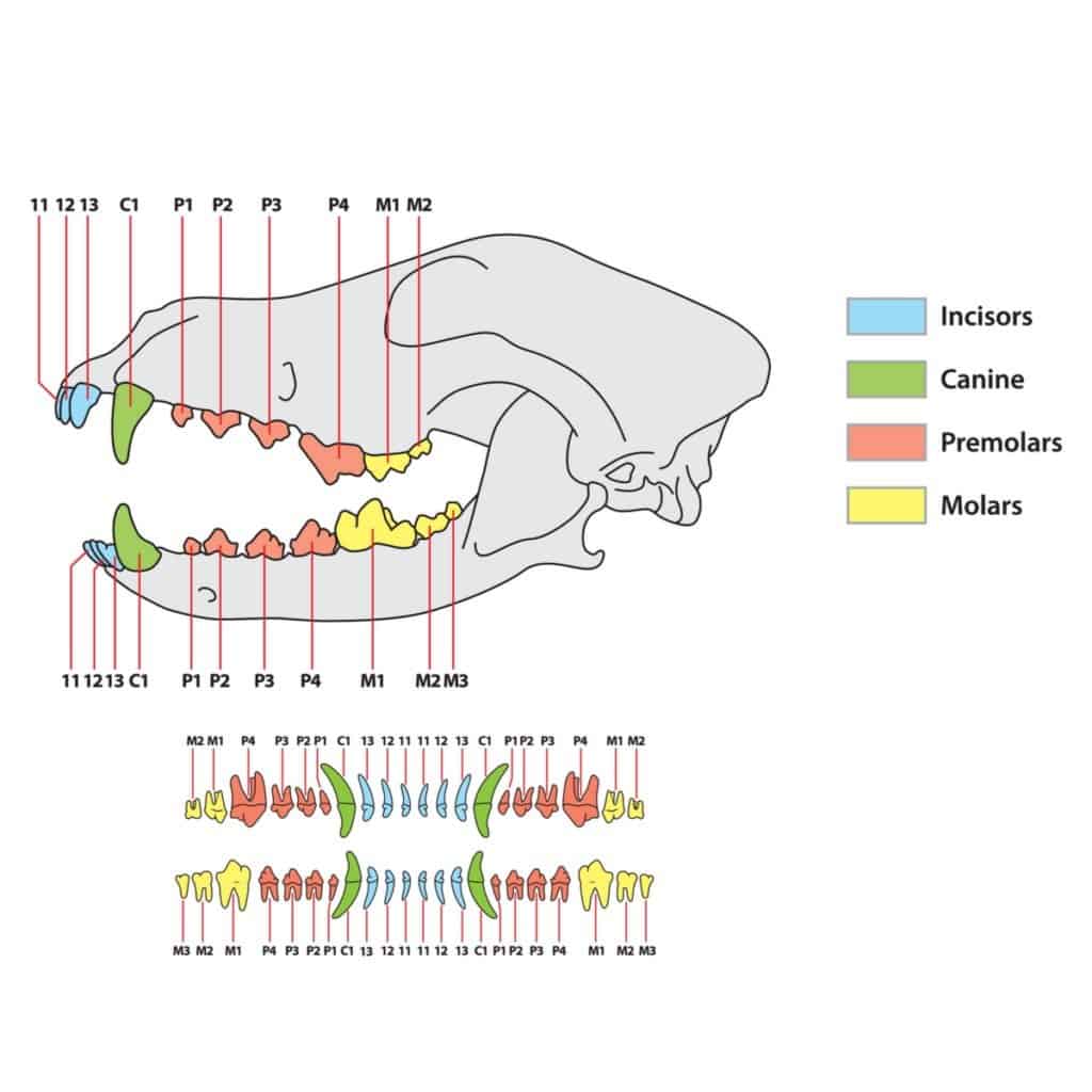 german shepherd teeth chart