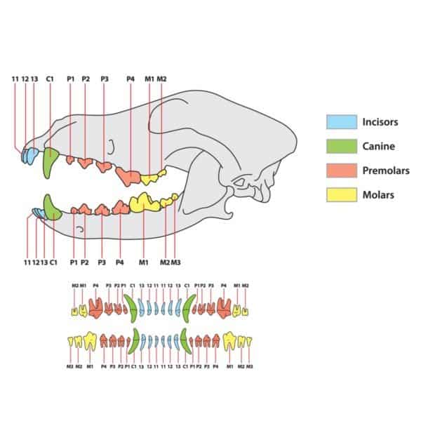 Dog Teeth: Everything You Need To Know - A-Z Animals