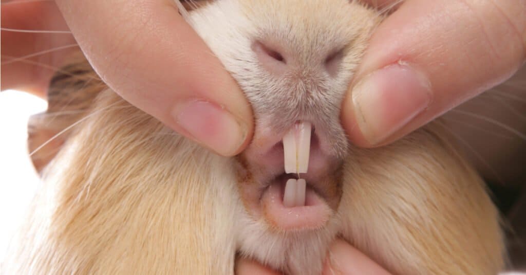 Guinea Pig Teeth - Zoom