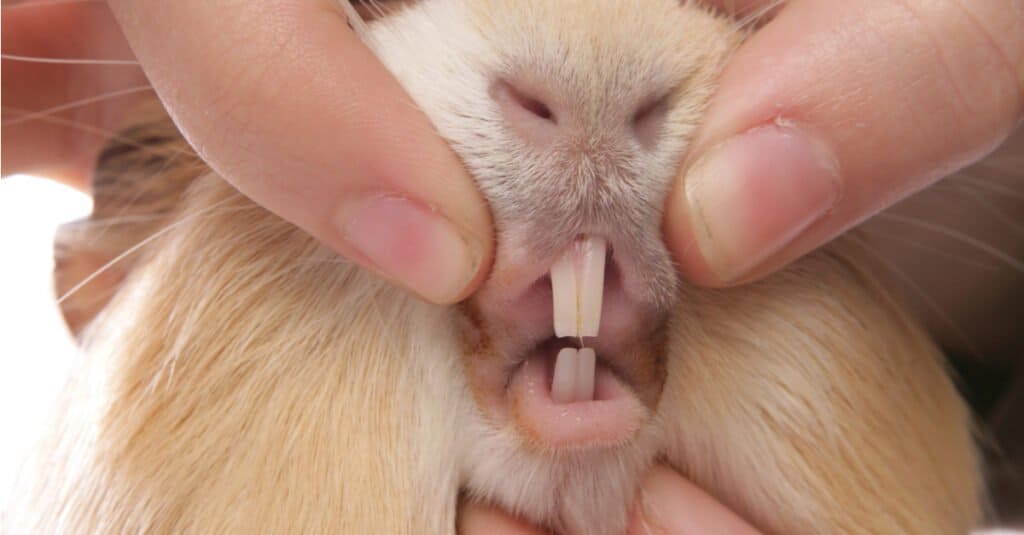 hamster teeth diagram