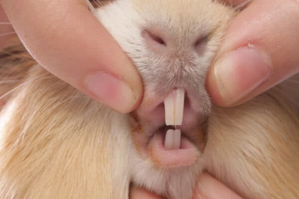 A high-fiber diet is essential to keeping guinea pig teeth healthy. 