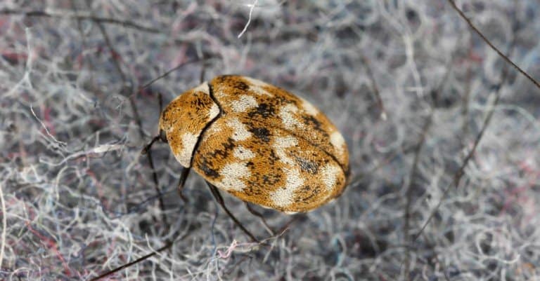 Carpet Beetle Larvae - Adult Carpet Beetle