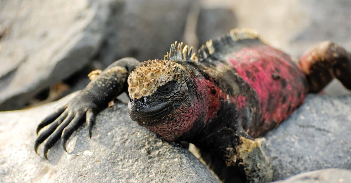 Galapagos Land Igauna - Pink iguana