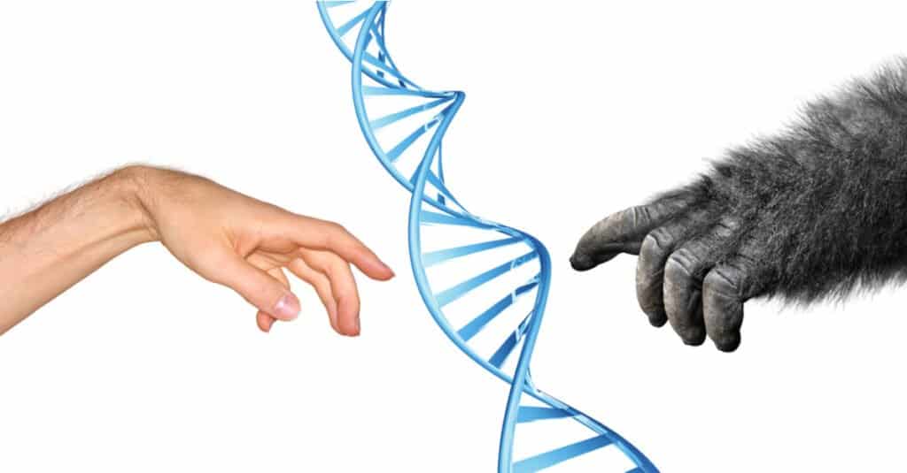 Gorilla vs Human Hand