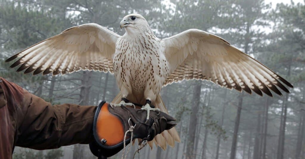 gyrfalcon size comparison