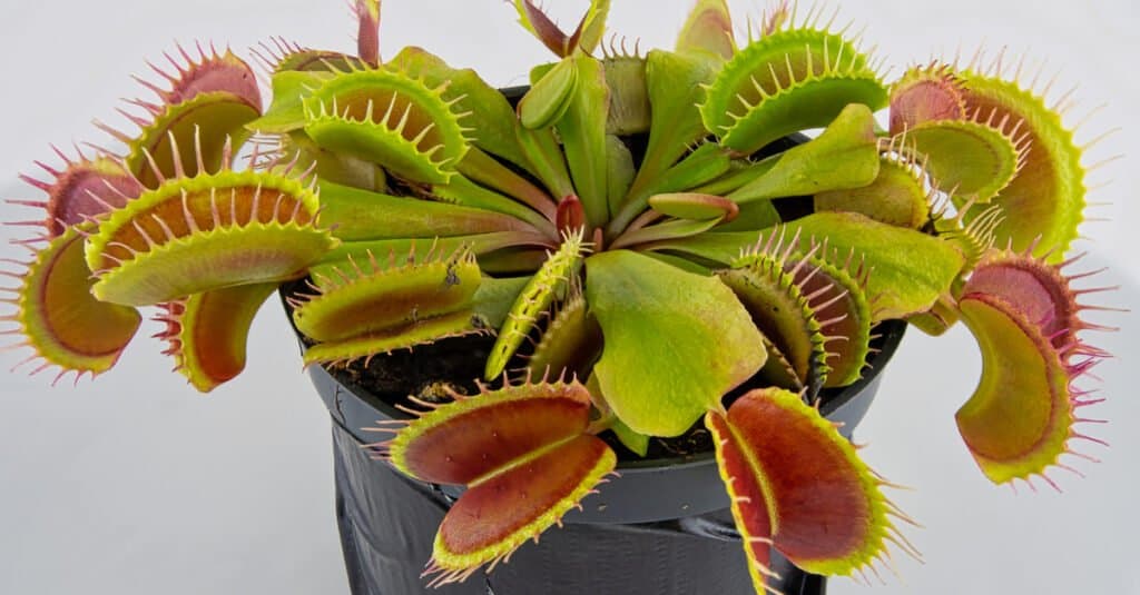 What Do Venus Flytraps Eat - Pot of flytraps