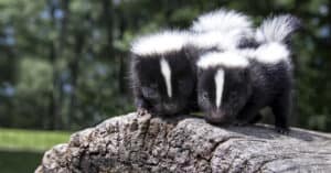 When is Skunk Mating Season: When Do They Breed? Picture