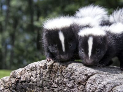 A What Is a Group of Skunks Called?