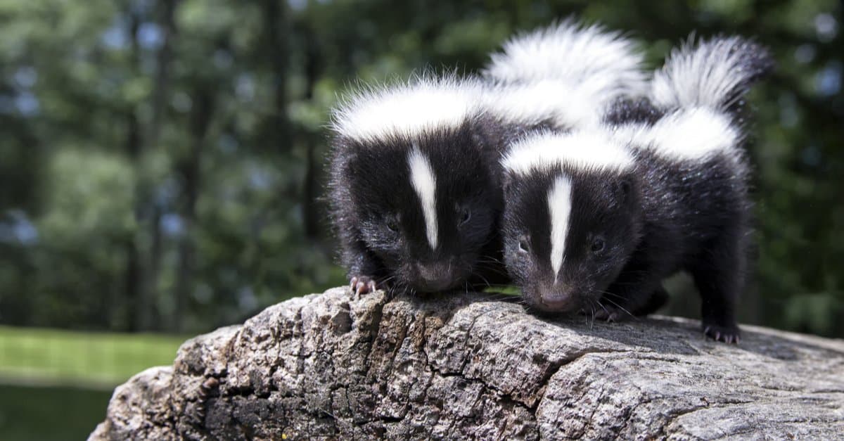 What is a baby skunk called - siblings