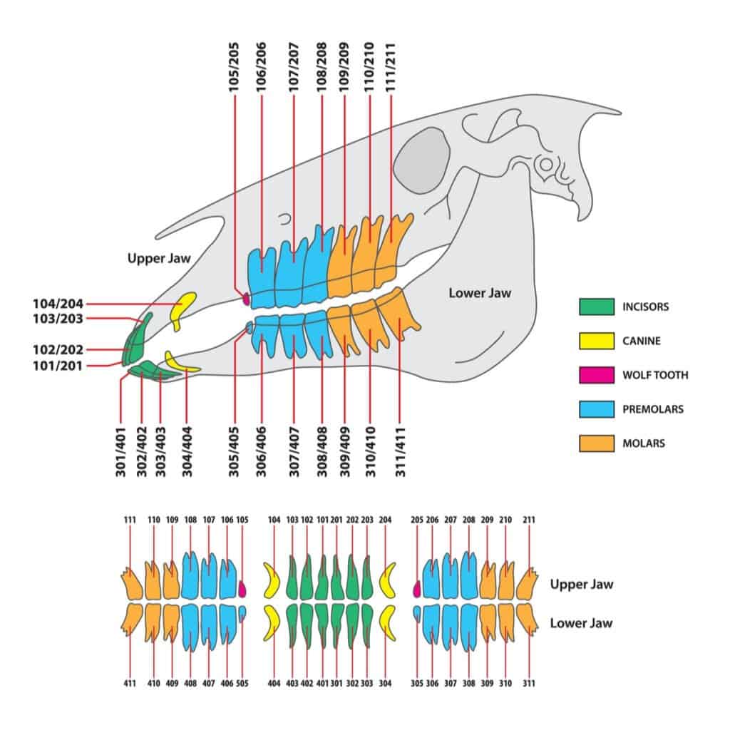 Horse Teeth Age Diagram