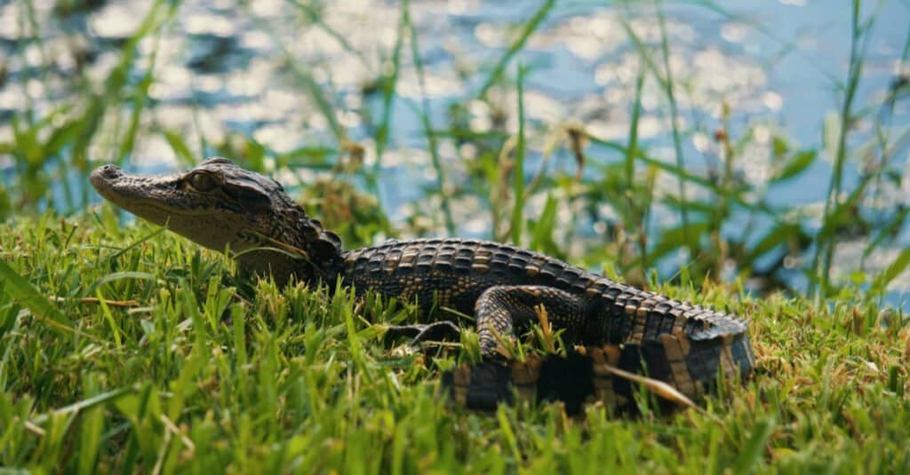 tiny baby alligator