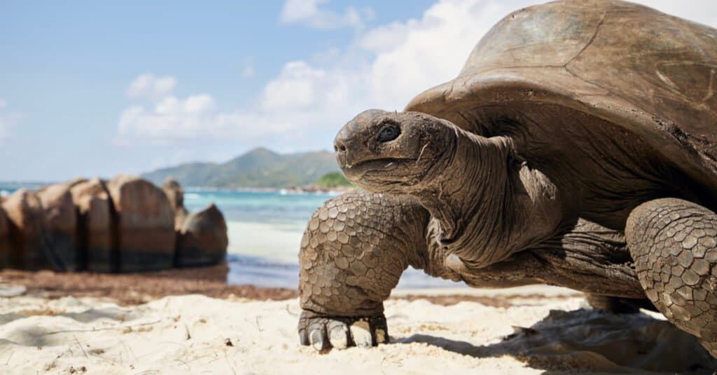 Oldest Tortoise - A Tortoise on the Beach 