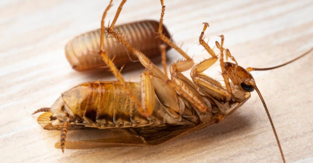 A cockroach laying on its back with an egg next to it.