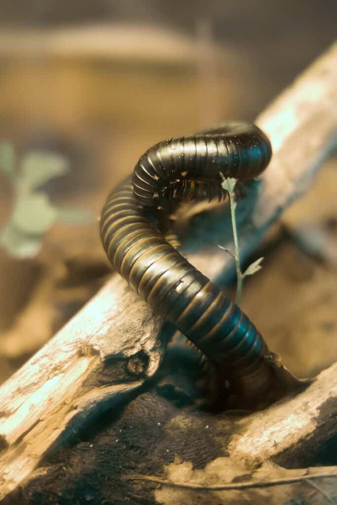 How Does a Millipede Eat